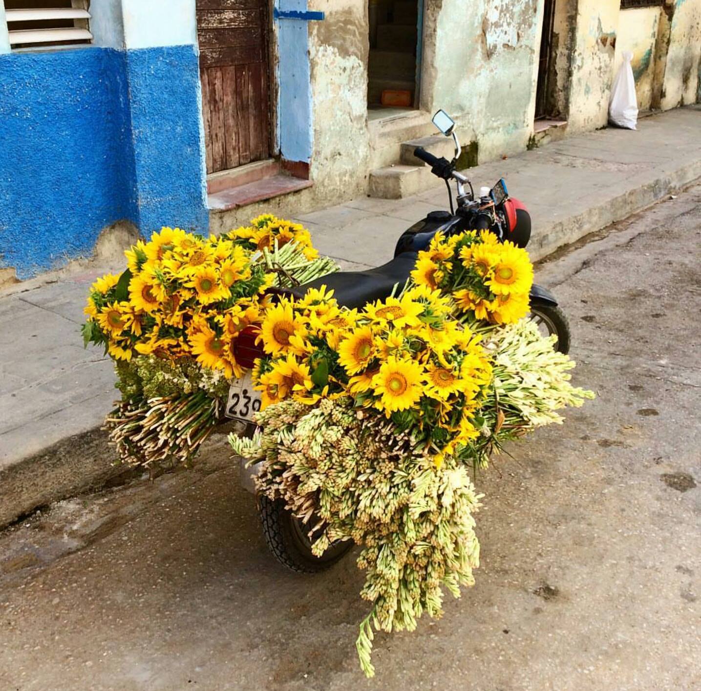 Çiçeklerin Ble Ayrı Güzel be Küba ya da Bize Öyle Geldi :) 